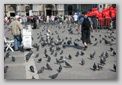 pigeoni piazza san marco