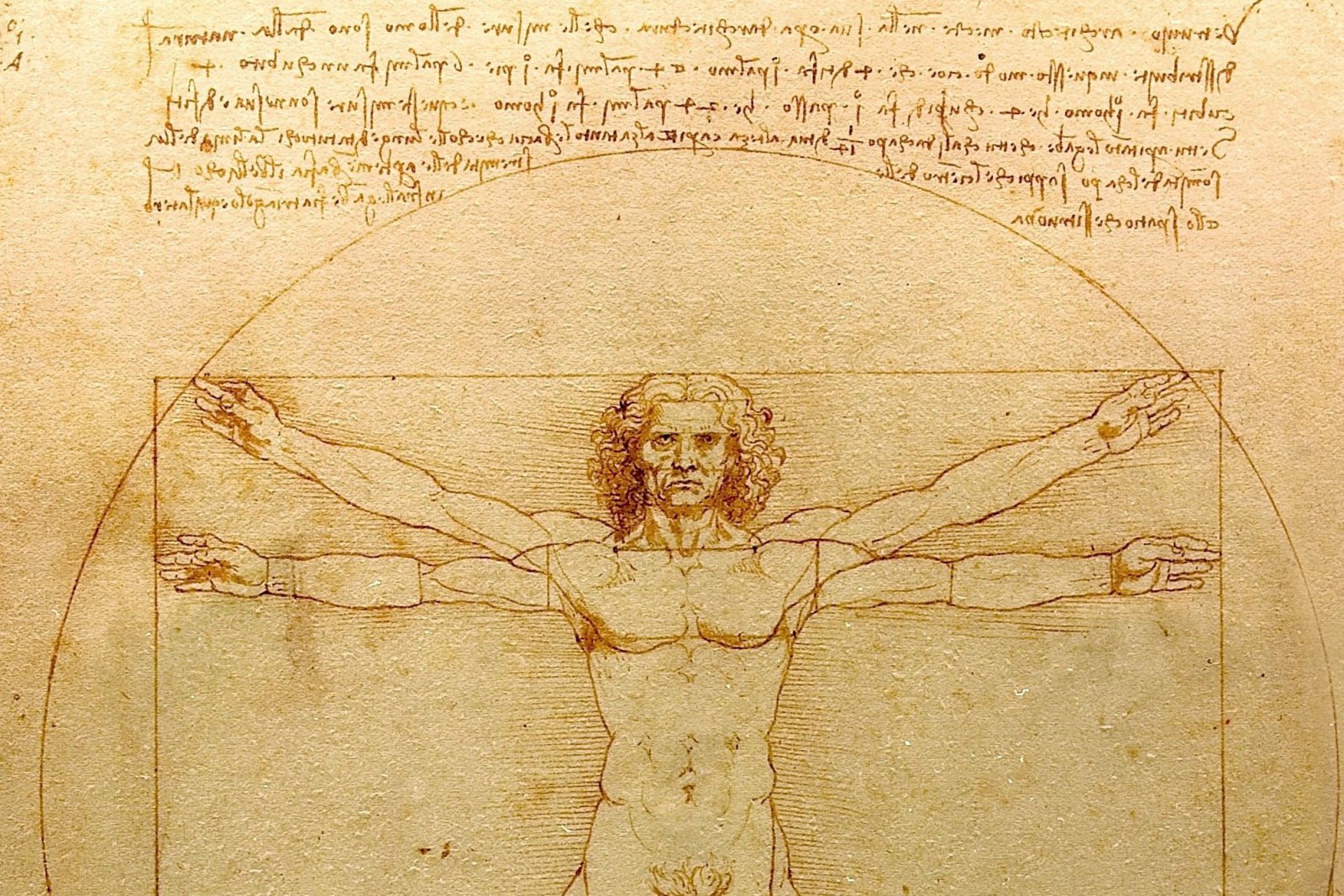 Uomo di Vitruvio, Da Vinci